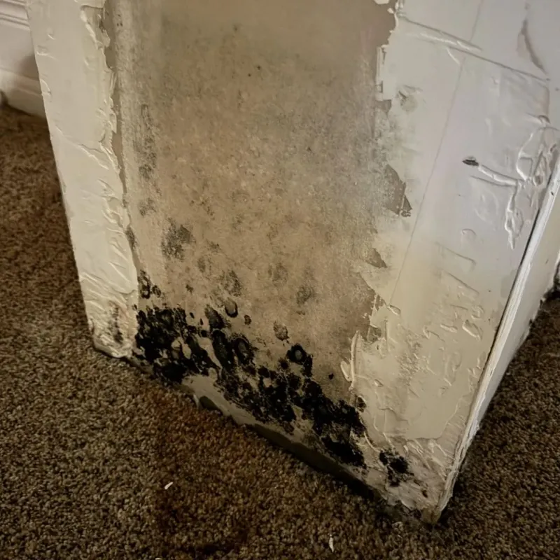 Professional Mold Removal in El Paso, IL